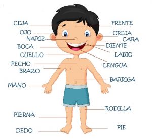 Partes del cuerpo