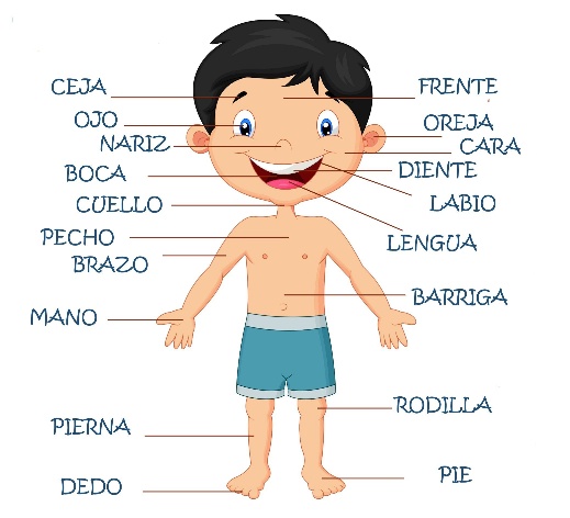 Partes del cuerpo